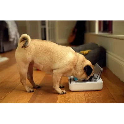 SureFeed Sealed Pet Bowl for Cats & Small Dogs – Fresh Food Feeding Bowl