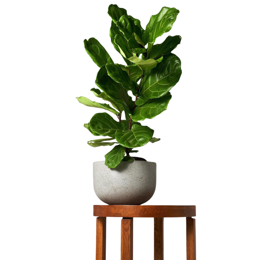 Fiddle Leaf Fig – Large Leaf Indoor House Plant