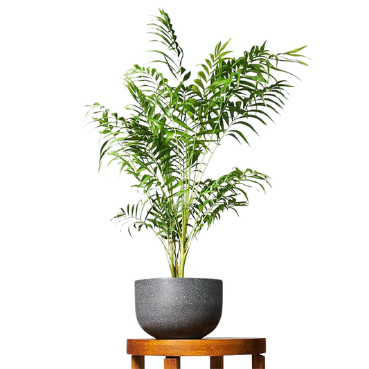Parlor Palm Bamboo – Low-Maintenance Indoor House Plant