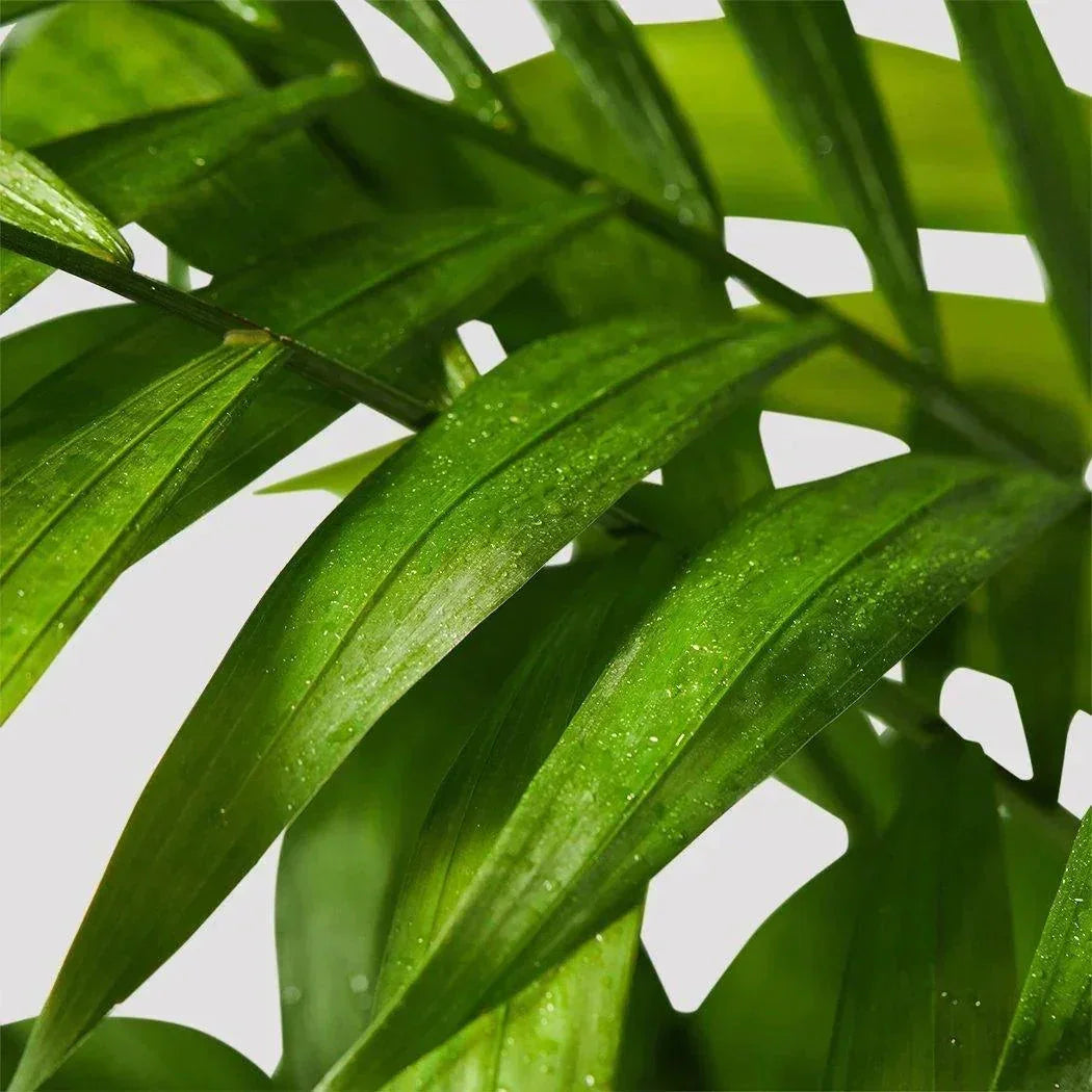 Parlor Palm Bamboo – Low-Maintenance Indoor House Plant